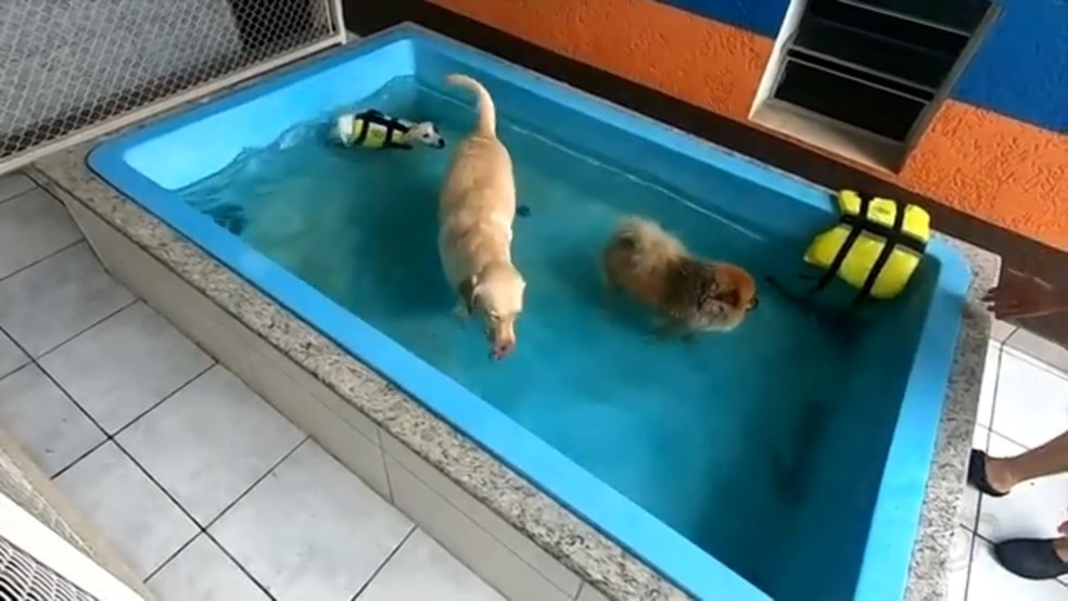 ideias criativas para banho e tosa em casa