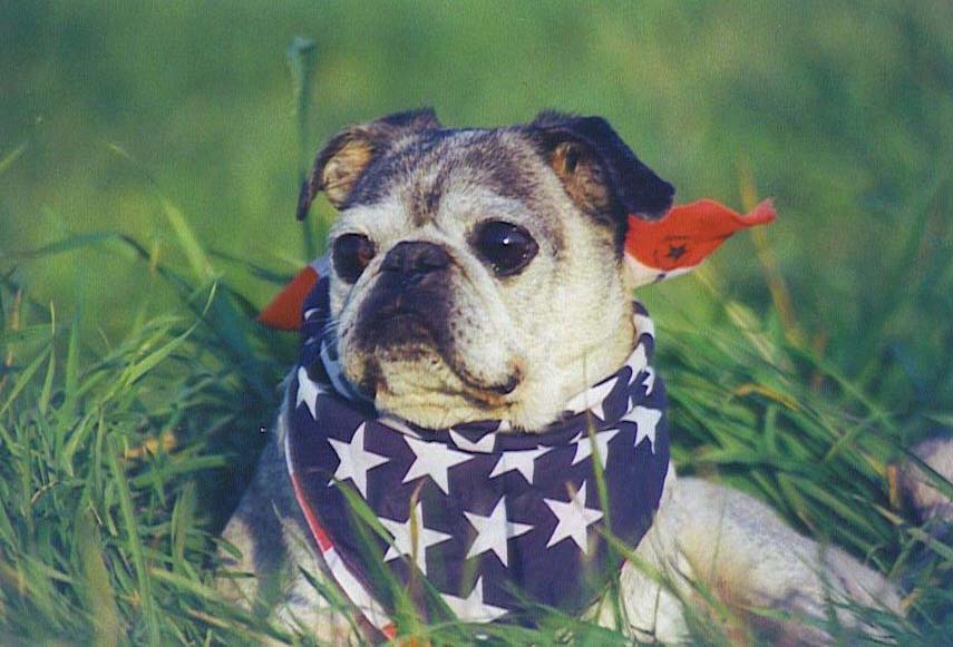 erros comuns ao dar banho em pet em domicílio