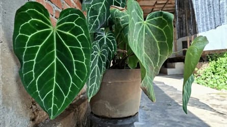 jardinagem vs paisagismo qual dá mais dinheiro