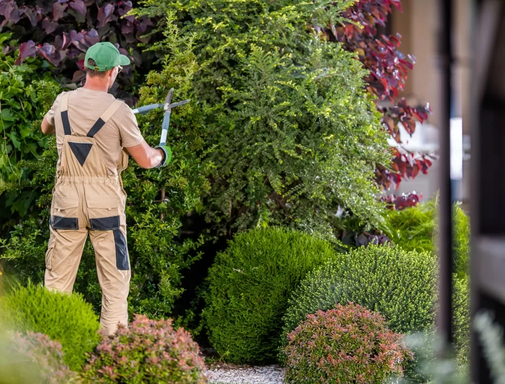 evitar erros comuns jardinagem lucrativa