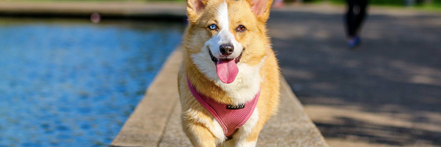 ideias de renda extra com passeador de cães (dog walker)