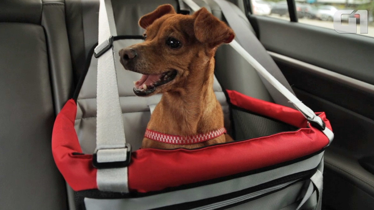 ideias de renda extra com táxi dog (transporte de pets)