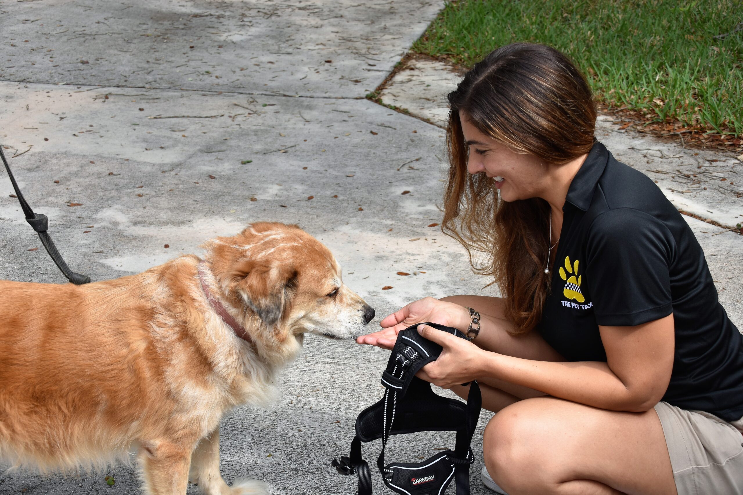 ideias de renda extra com táxi dog (transporte de pets)