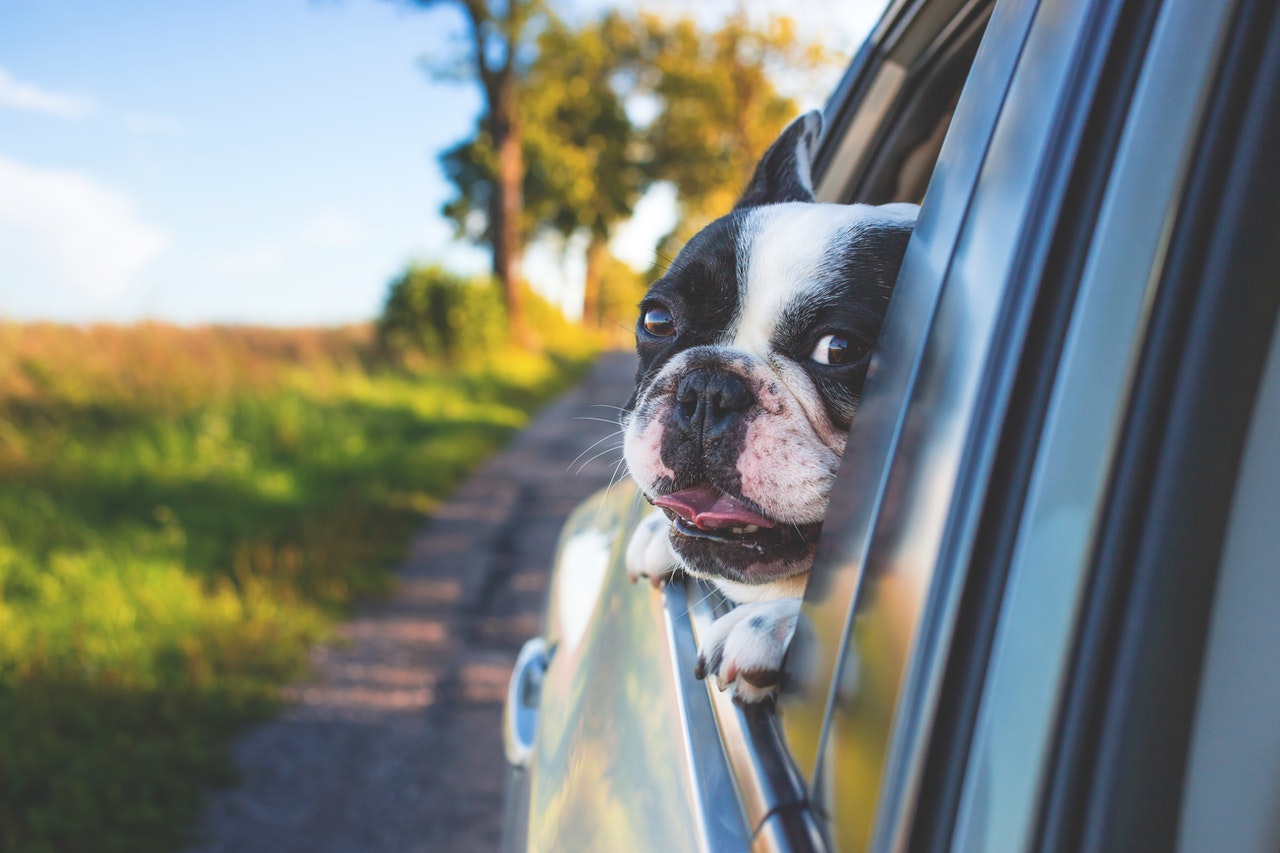 Guia completo de aplicativos para motoristas de pets