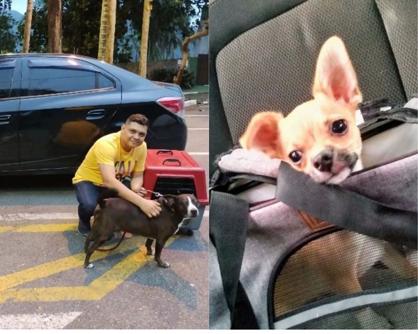 Segurança no transporte de animais: o que você precisa saber