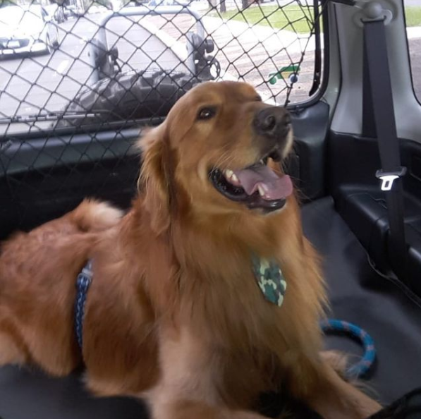 Guia completo de aplicativos para motoristas de pets