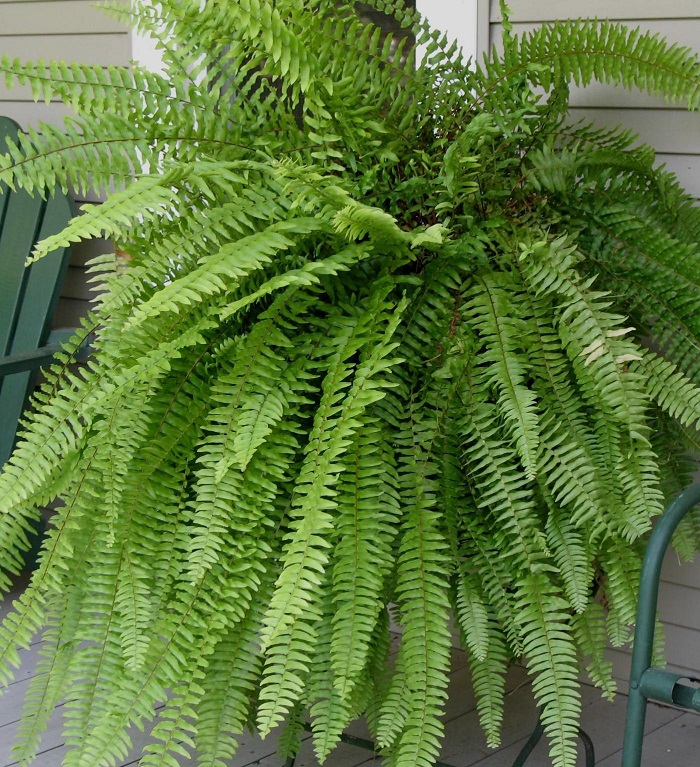 Dicas de Iluminação e Rega para Samambaias Saudáveis