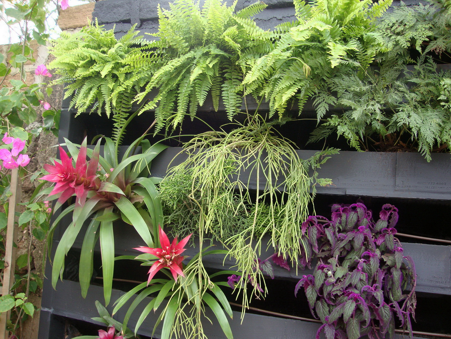 5 Melhores Espécies de Samambaia para Ambientes Internos