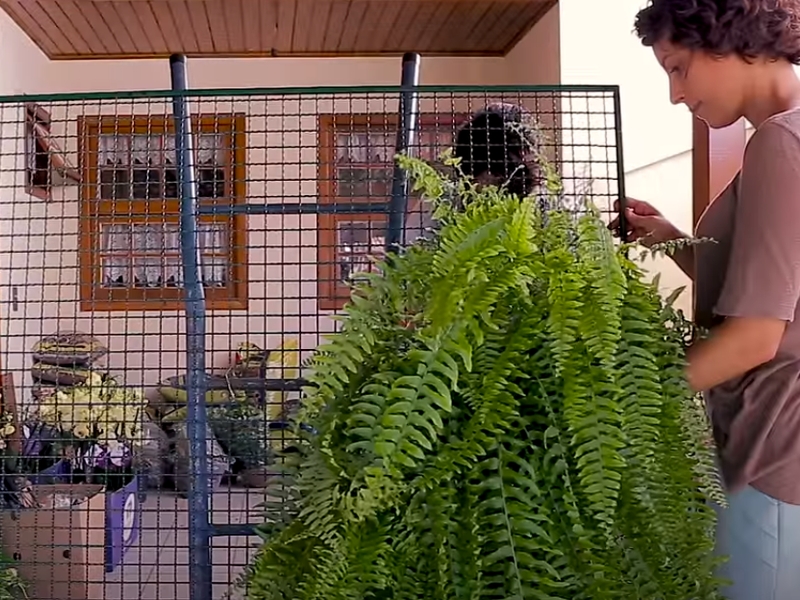 Guia Completo de Cuidados com Samambaias em Jardins Verticais