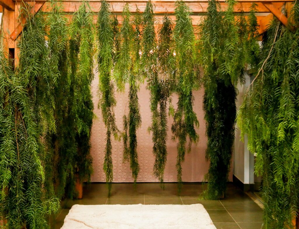 5 Melhores Espécies de Samambaia para Ambientes Internos