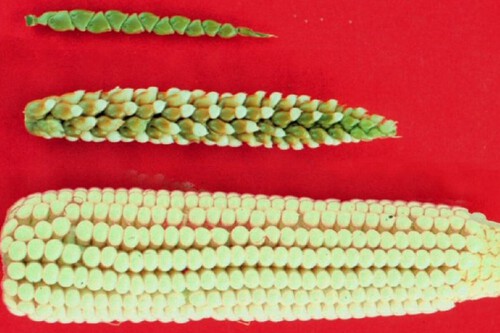 daikon vs nabo: qual a diferença?