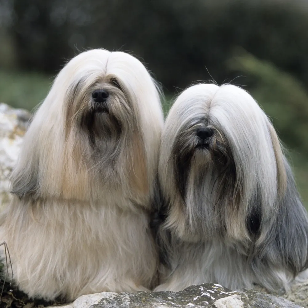 Como Escolher um Filhote de Lhasa Apso Cinza: O Que Observar