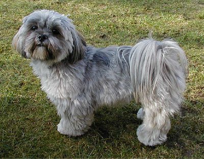 Temperamento do Lhasa Apso: Um Cão de Guarda em Apartamento