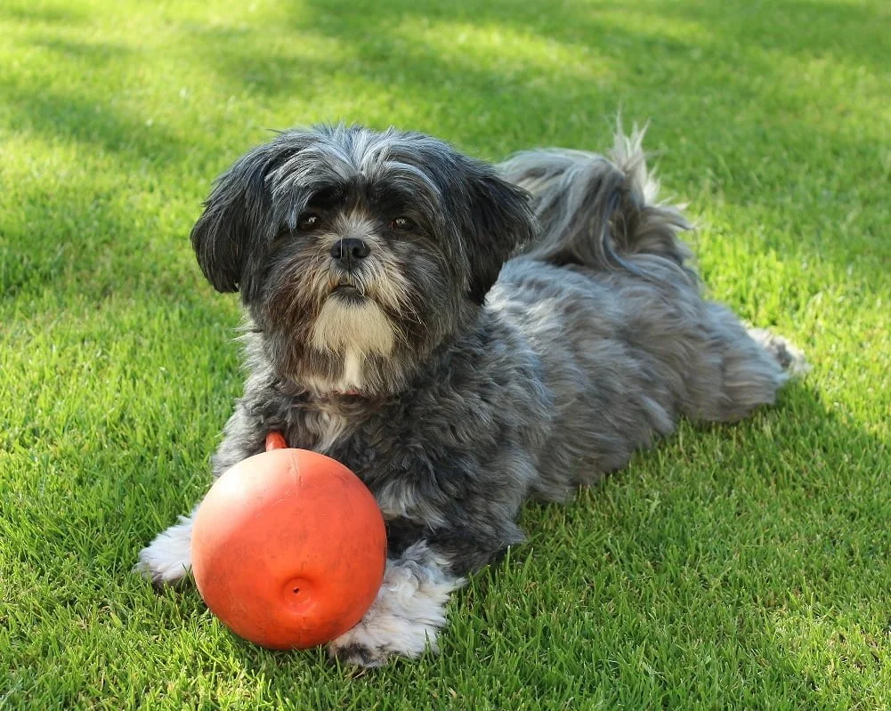 Saúde e Longevidade do Lhasa Apso: Dicas Essenciais