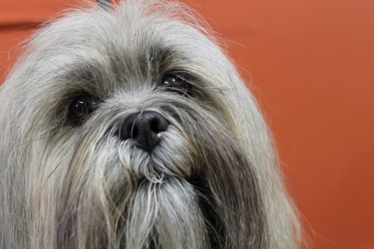 Lhasa Apso: Entenda as Mudanças de Cor em Filhotes