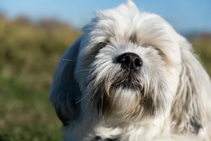Temperamento do Lhasa Apso: Um Cão de Guarda em Apartamento