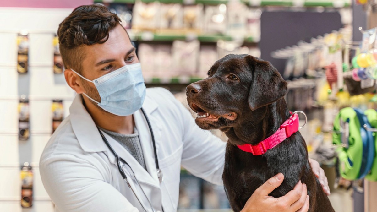 marketing para veterinários