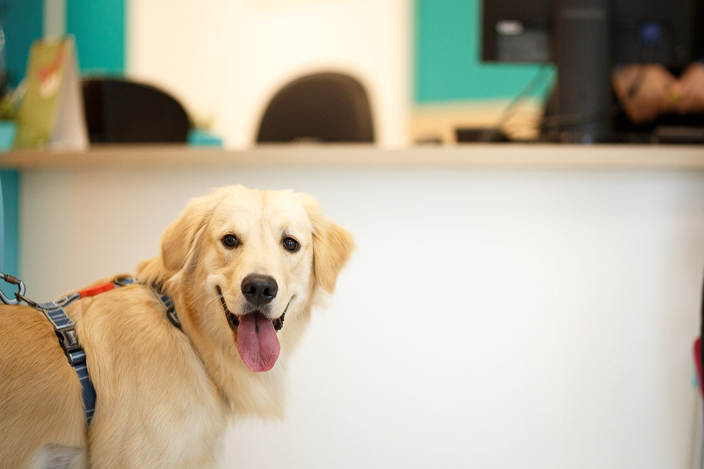 Google Meu Negócio para Veterinários: Maximizando sua Visibilidade Local