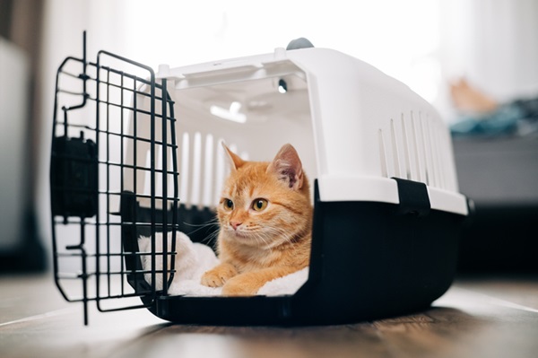 melhores caixas de transporte para viagem