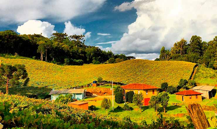 Onde Encontrar o Jacu Bird Coffee: Uma Experiência Única nas Montanhas Capixabas