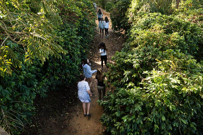 Guia Completo: Como Planejar Sua Viagem Pelas Rotas do Café em 2026