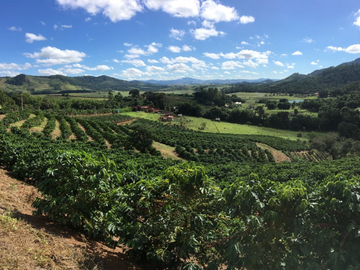 São Paulo e o Café: Da Tradição Baronesa à Inovação Tecnológica