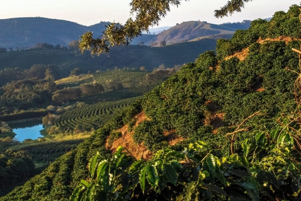 Além da Xícara: A História do Café nas Fazendas Imperiais do Vale do Rio