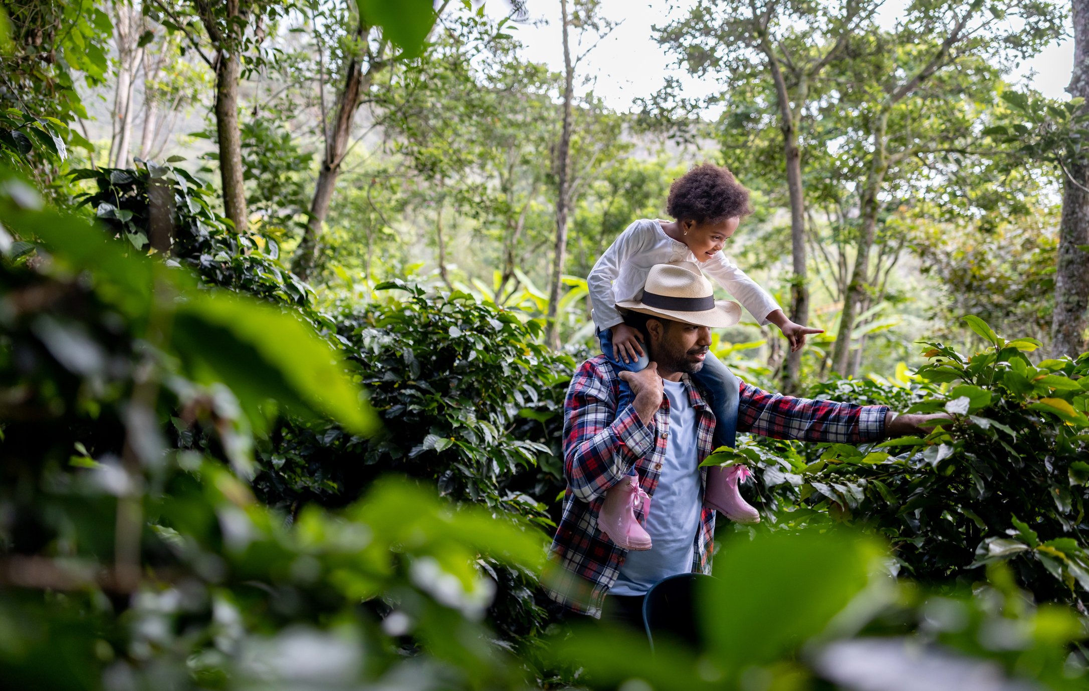 São Paulo e o Café: Da Tradição Baronesa à Inovação Tecnológica