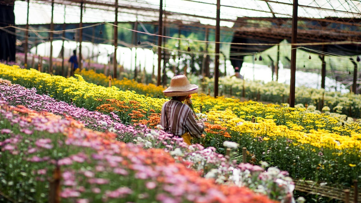 Descubra os 5 melhores parques de lavanda no Brasil