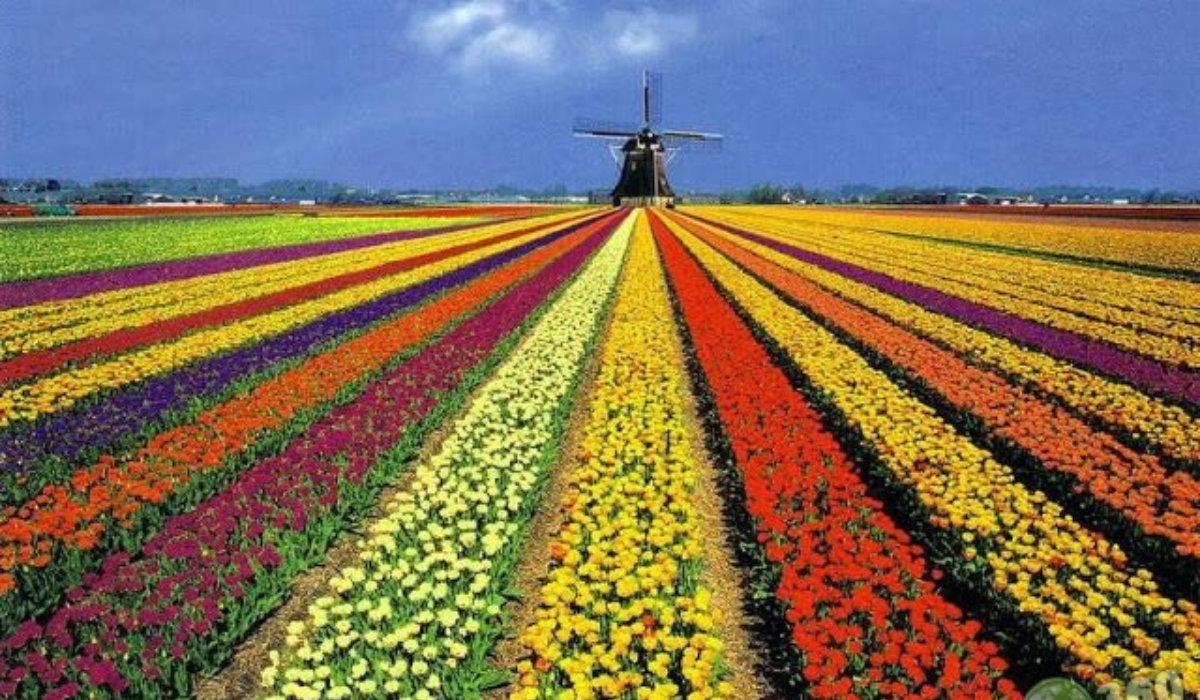 Guia completo do Lavandário de Cunha: Melhor época e como visitar