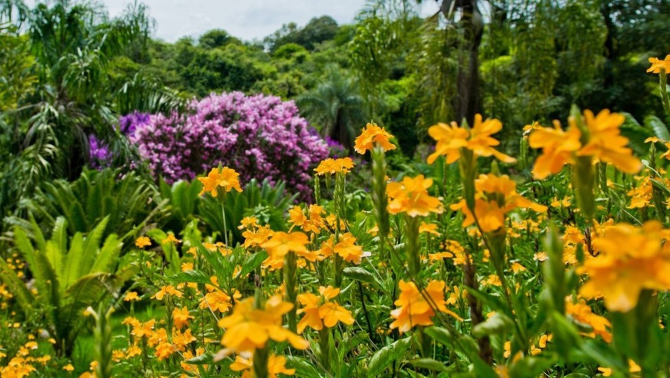 Festa das Flores de Joinville 2026: Datas e atrações imperdíveis