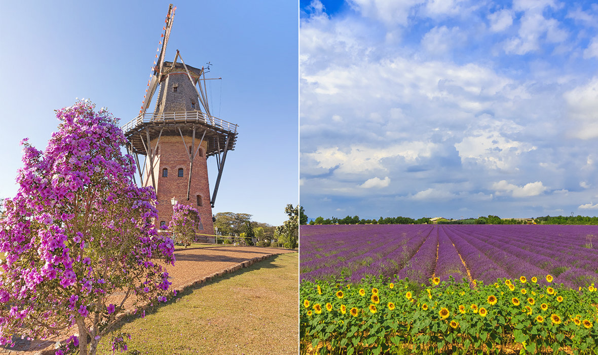 Descubra os 5 melhores parques de lavanda no Brasil