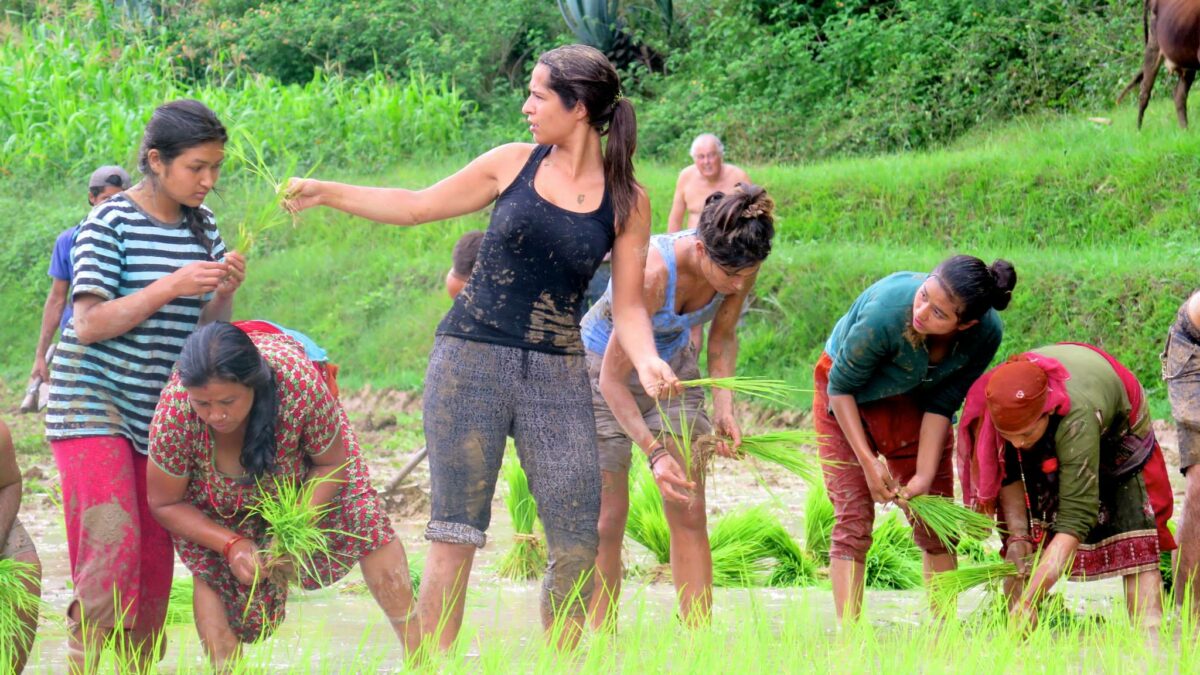 melhores destinos para voluntariado ambiental 2026