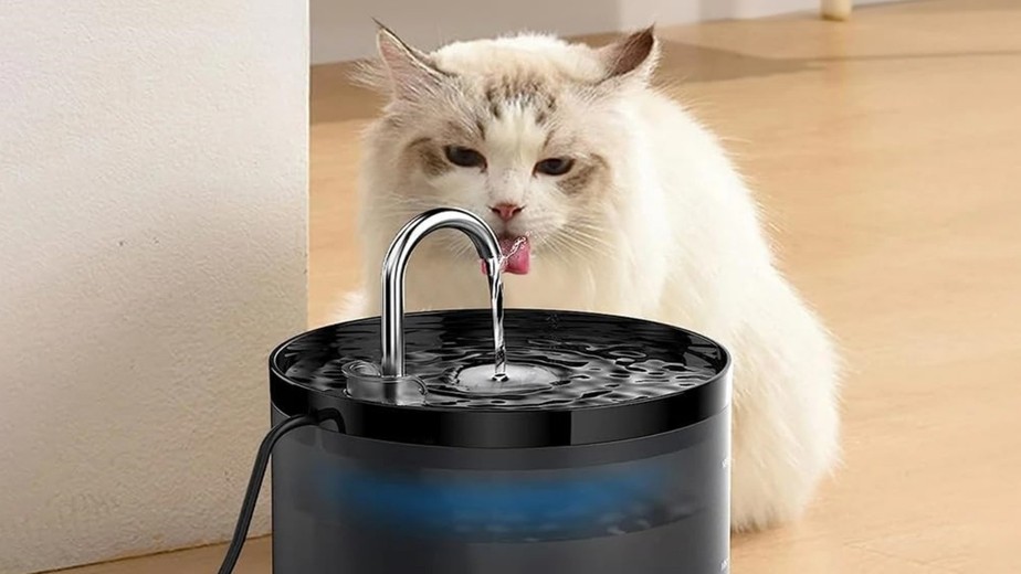 melhores fontes de água para gatos beberem mais