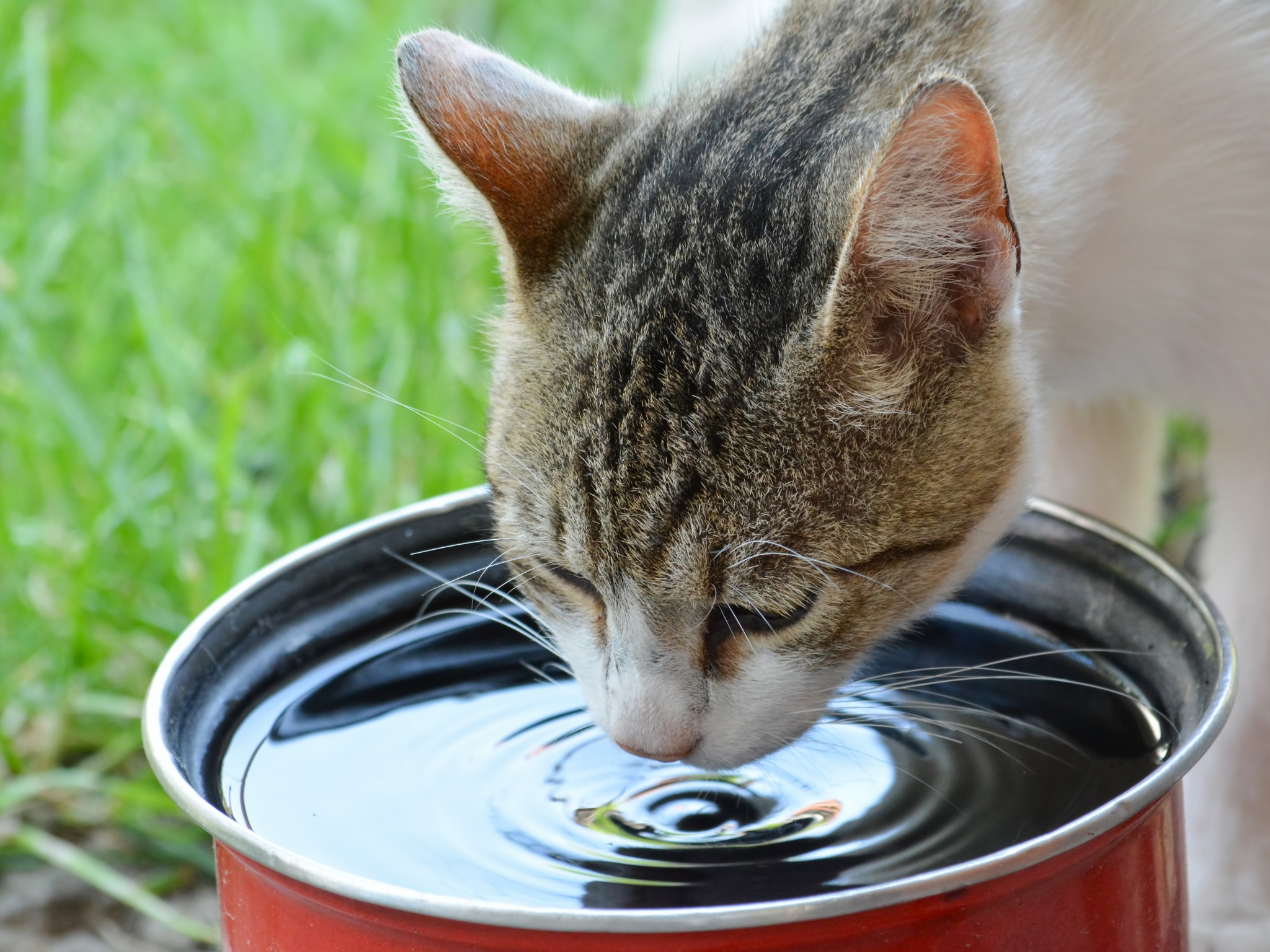 erros comuns ao escolher fonte de água para gatos