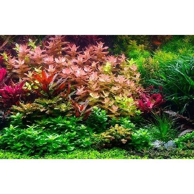 melhores plantas para aquário low tech (iniciante)