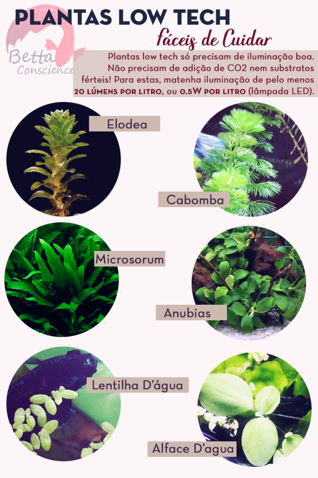 plantas low tech para aquário de betta iniciante
