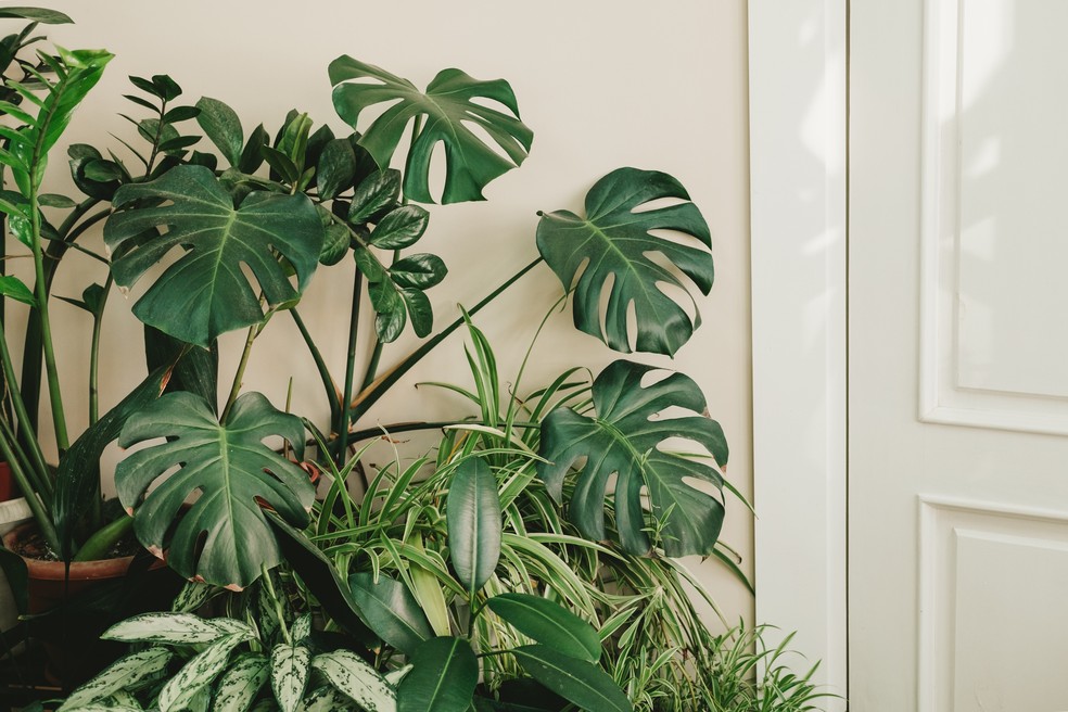 melhores plantas para entrada da casa (feng shui)