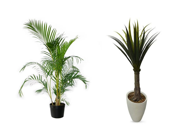 Como cuidar da Espada-de-São-Jorge na entrada