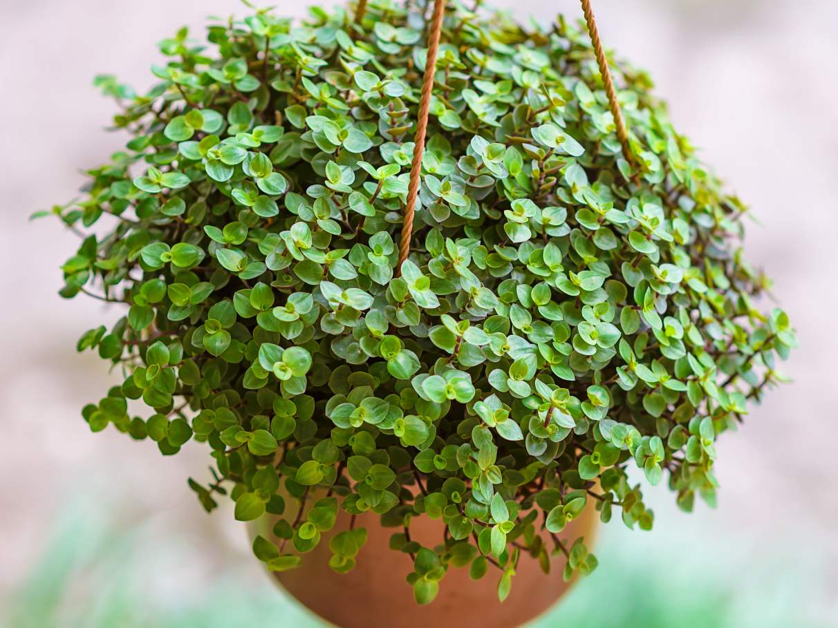 A importância do Lírio da Paz para a tranquilidade do lar