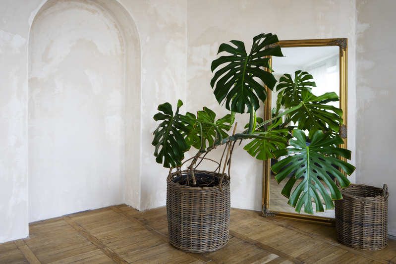 Plantas para atrair dinheiro em casa