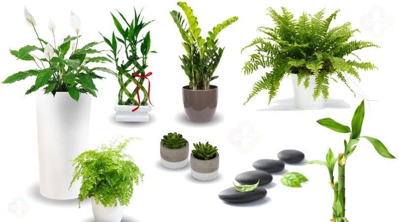 O que o Feng Shui diz sobre plantas com espinhos