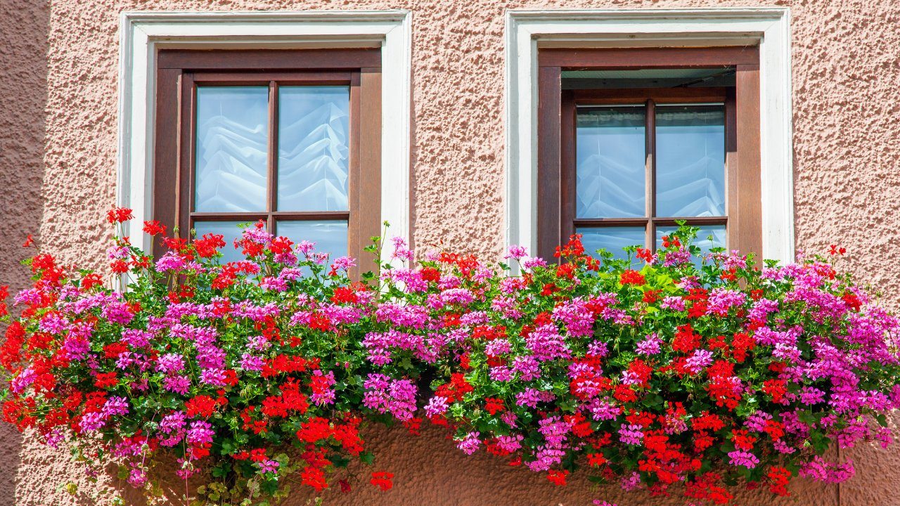flores para jardineira de janela