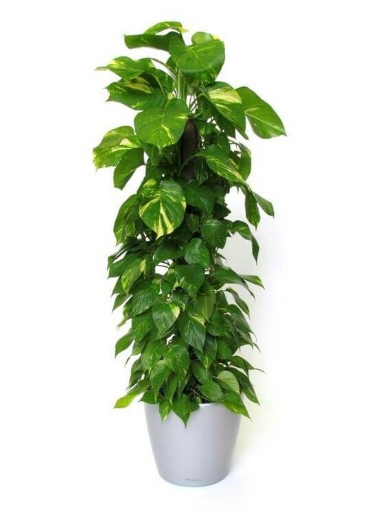 plantas pendentes para floreira