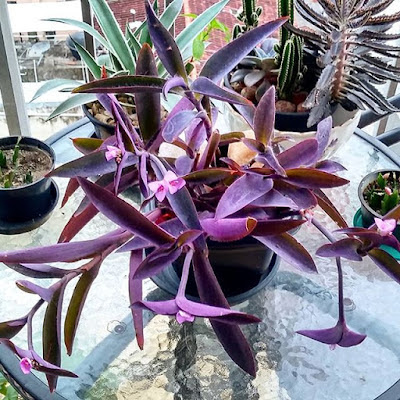 plantas pendentes para floreira
