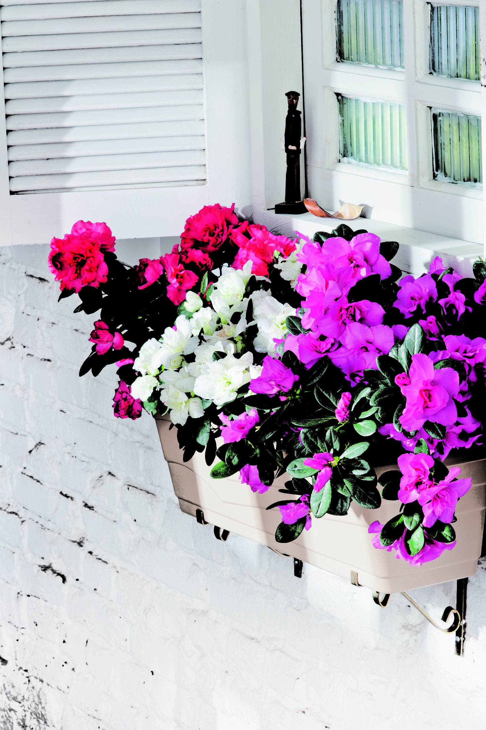 plantas que florescem em floreiras