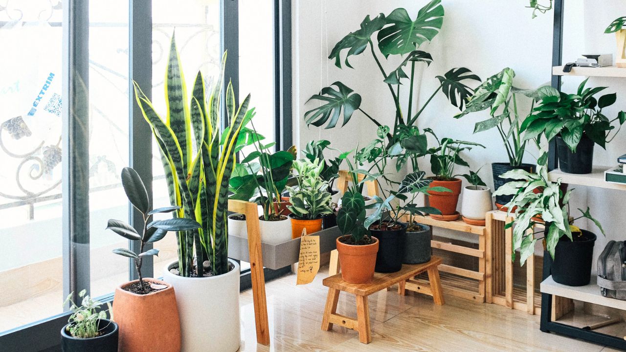 Como escolher plantas para quarto com pouca luz