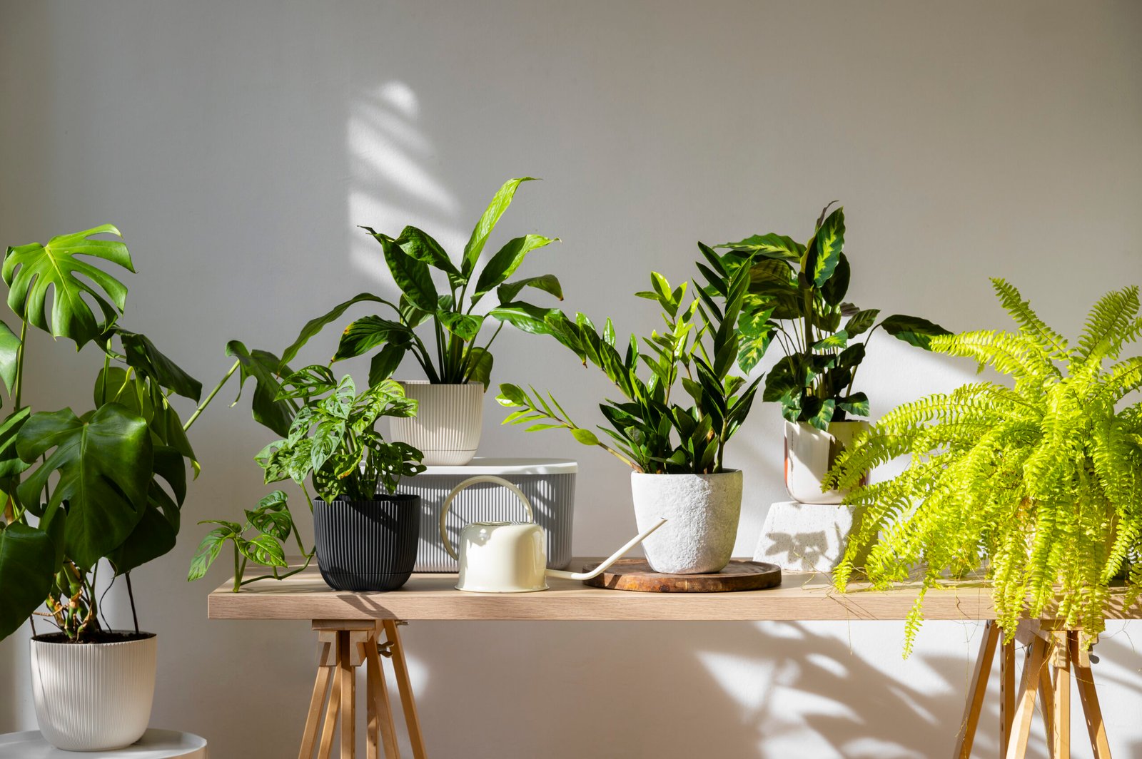 Como escolher plantas para quarto com pouca luz
