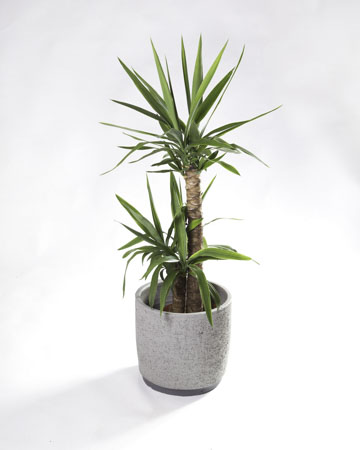 Guia completo de plantas seguras para pets no quarto