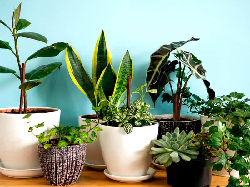 Como escolher plantas para quarto com pouca luz